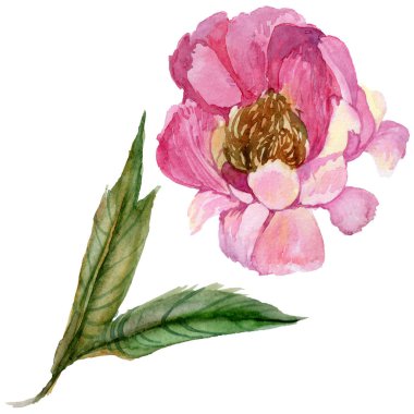 Kır çiçeği Şakayık çiçeği izole bir suluboya tarzında.