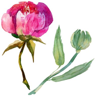 Kır çiçeği Şakayık çiçeği izole bir suluboya tarzında.