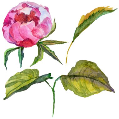 Kır çiçeği Şakayık çiçeği izole bir suluboya tarzında.