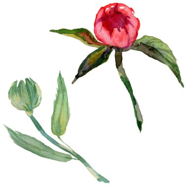 Kır çiçeği Şakayık çiçeği izole bir suluboya tarzında.