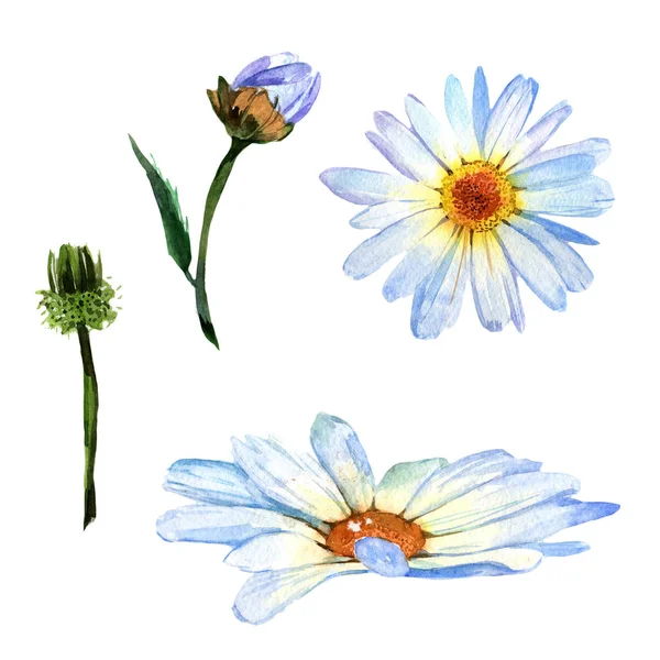 Wildflower daisy flower in a watercolor style isolated. — Stock Photo, Image