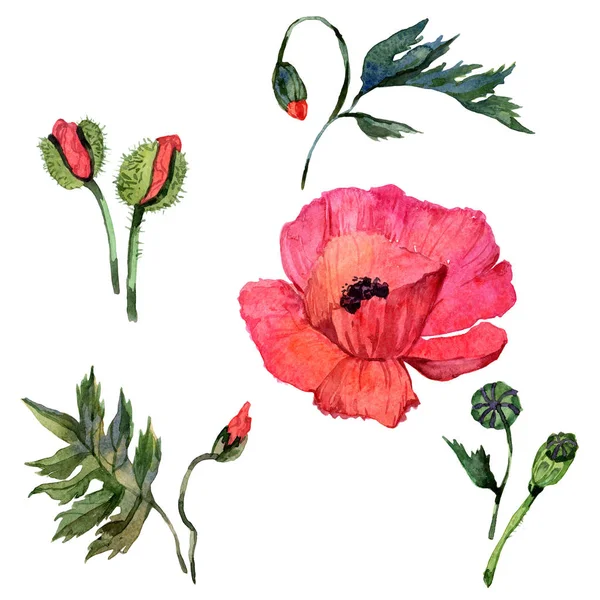 Kır çiçeği haşhaş çiçek izole bir suluboya tarzında.