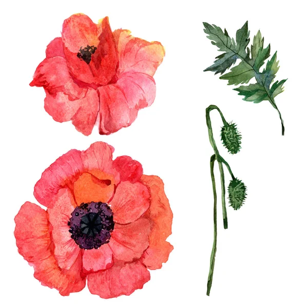 Kır çiçeği haşhaş çiçek izole bir suluboya tarzında.