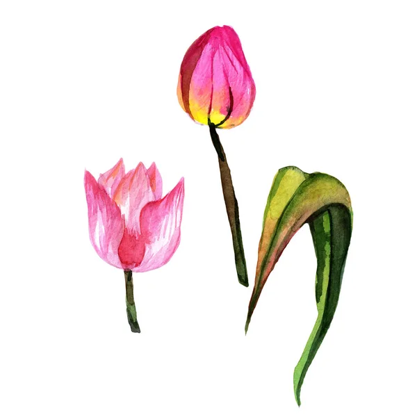 Flor de tulipa de flores silvestres em um estilo aquarela isolado . — Fotografia de Stock