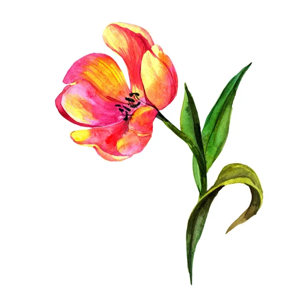 Flor de tulipán silvestre en un estilo de acuarela aislado . — Foto de Stock