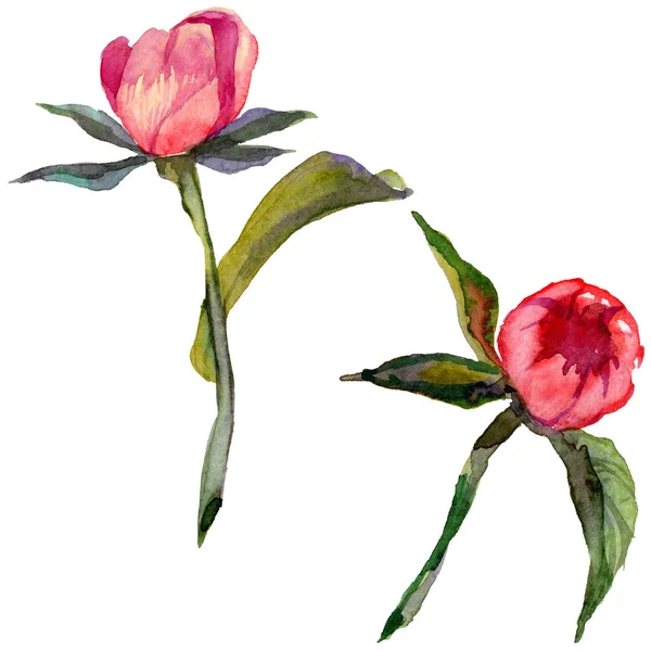 Kır çiçeği Şakayık çiçeği izole bir suluboya tarzında.