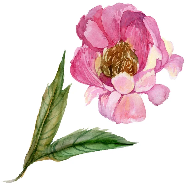 Kır çiçeği Şakayık çiçeği izole bir suluboya tarzında.