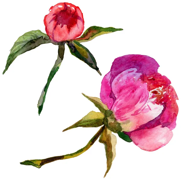 Kır çiçeği Şakayık çiçeği izole bir suluboya tarzında.