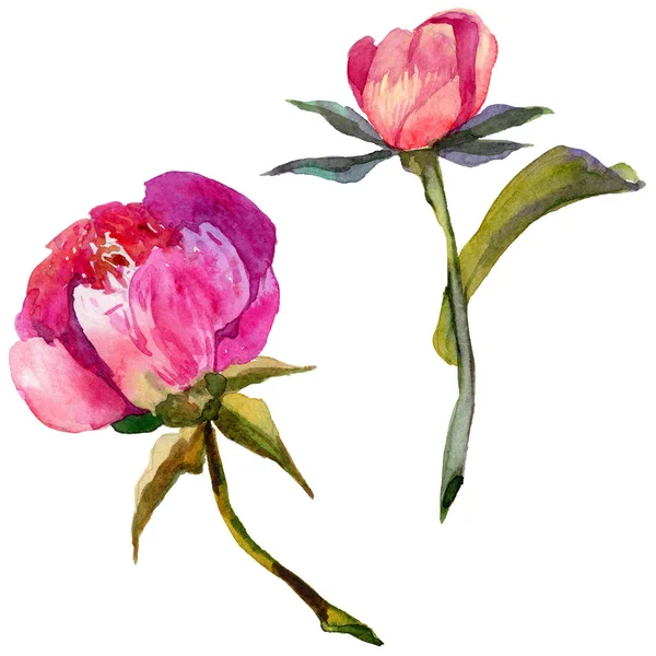 Kır çiçeği Şakayık çiçeği izole bir suluboya tarzında.