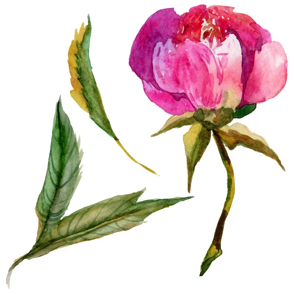 Kır çiçeği Şakayık çiçeği izole bir suluboya tarzında.