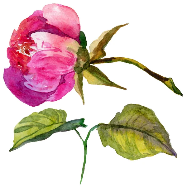 Kır çiçeği Şakayık çiçeği izole bir suluboya tarzında.