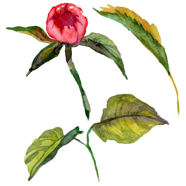 Kır çiçeği Şakayık çiçeği izole bir suluboya tarzında.