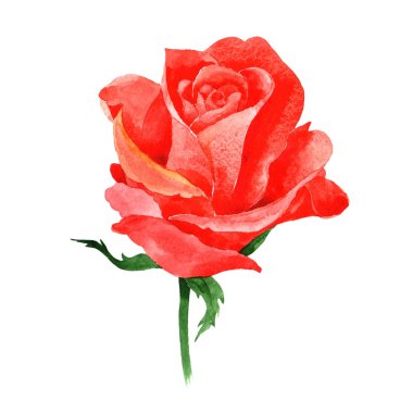 Kır çiçeği güller çiçek izole bir suluboya tarzında.