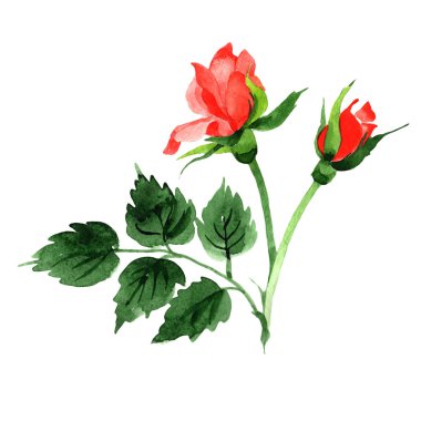 Kır çiçeği güller çiçek izole bir suluboya tarzında.