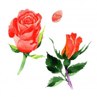 Kır çiçeği güller çiçek izole bir suluboya tarzında.