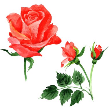 Kır çiçeği güller çiçek izole bir suluboya tarzında.