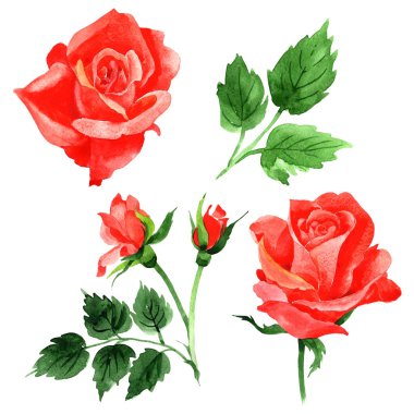 Kır çiçeği güller çiçek izole bir suluboya tarzında.