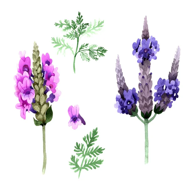 Wildflower lavendel blomma i akvarell stil isolerade. — Stockfoto