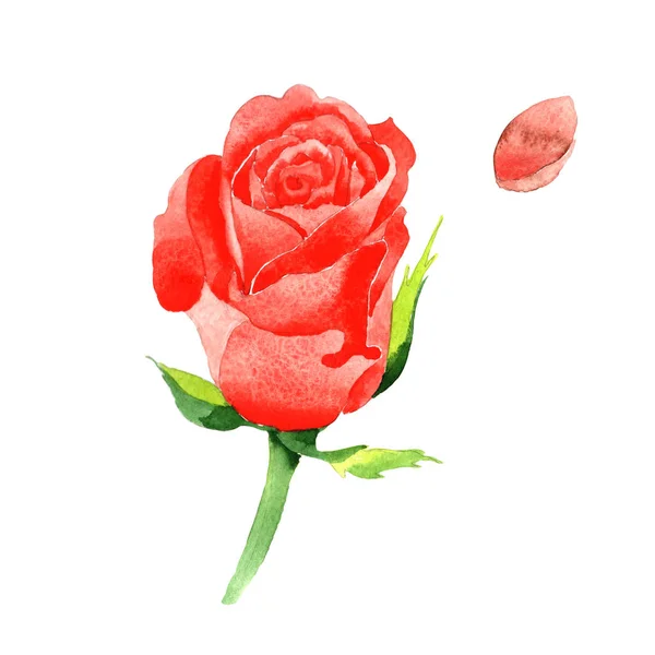 Vadvirág Rózsa virág elszigetelt akvarell stílusú. — Stock Fotó