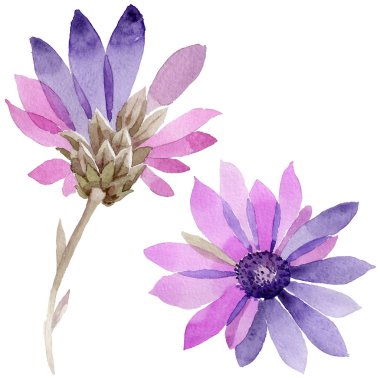 Kır çiçeği rengi bozulmayan çiçek çiçek izole bir suluboya tarzında.