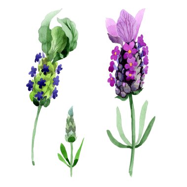 Kır çiçeği lavanta çiçek izole bir suluboya tarzında.