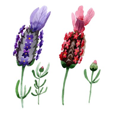 Kır çiçeği lavanta çiçek izole bir suluboya tarzında.