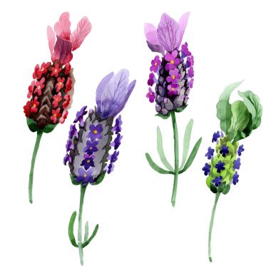 Kır çiçeği lavanta çiçek izole bir suluboya tarzında.