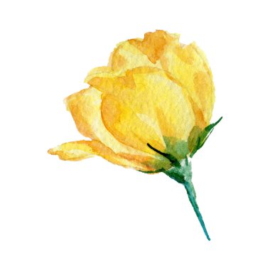 Kır çiçeği güller çiçek izole bir suluboya tarzında.