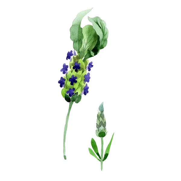 Wildflower lavendel bloem in een aquarel stijl geïsoleerd. — Stockfoto