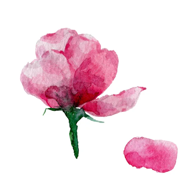 Fiori di campo rose fiore in stile acquerello isolato . — Foto Stock