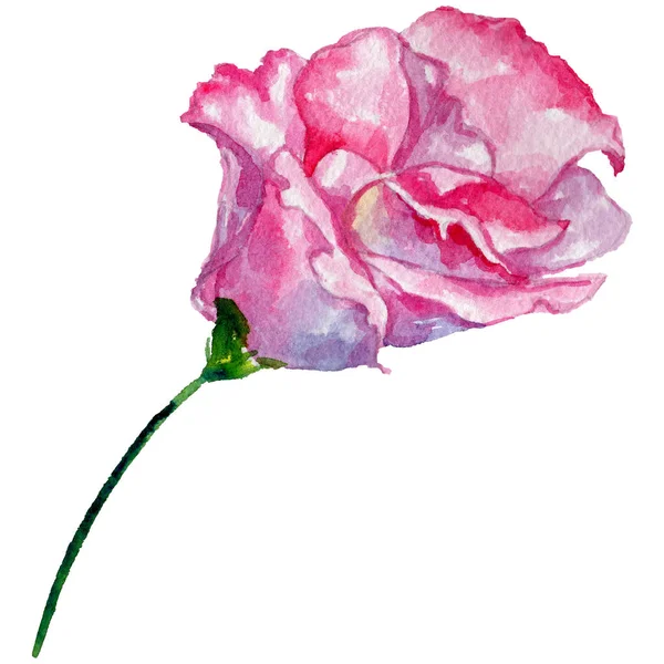 Wildflower roses flower in a watercolor style isolated. — Stock Photo, Image