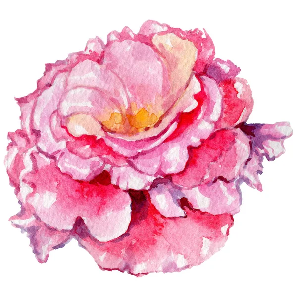 Fleurs sauvages roses fleur dans un style aquarelle isolé . — Photo