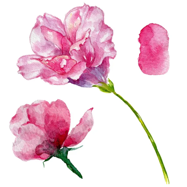 Fiori di campo rose fiore in stile acquerello isolato . — Foto Stock