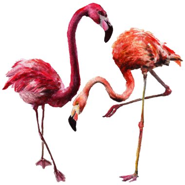 Gökyüzü kuş flamingo suluboya Style izole bir yaban hayatı içinde.