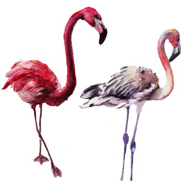 Gökyüzü kuş flamingo suluboya Style izole bir yaban hayatı içinde.