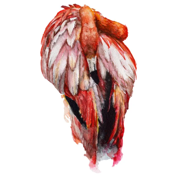 Sky vogel flamingo in een fauna door aquarel stijl geïsoleerd. — Stockfoto