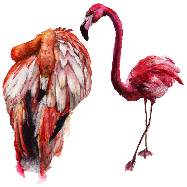 Sky bird flamingo in a wildlife by watercolor style isolated. — Stock Photo, Image