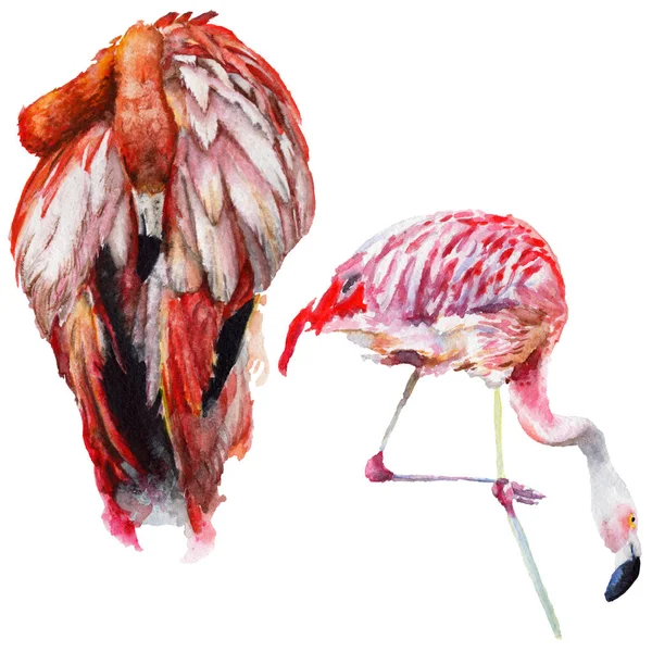 Gökyüzü kuş flamingo suluboya Style izole bir yaban hayatı içinde. — Stok fotoğraf