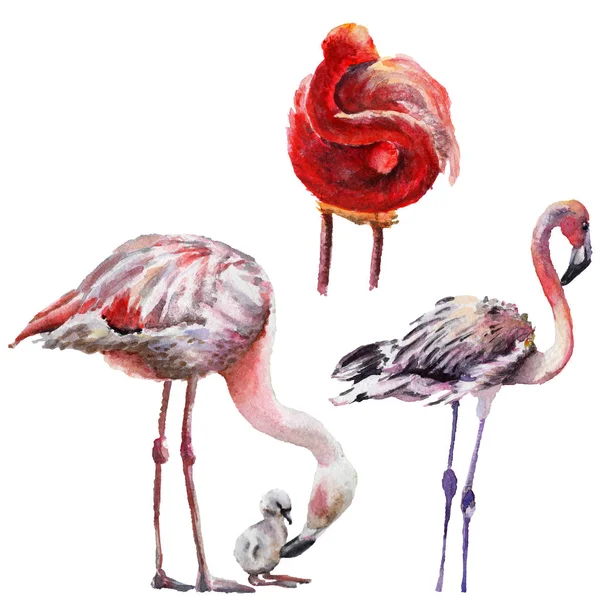 Sky bird flamingo in a wildlife by watercolor style isolated. — Stock Photo, Image