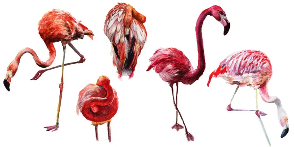 Himmelsvogel Flamingo in einer Tierwelt durch Aquarell-Stil isoliert. — Stockfoto