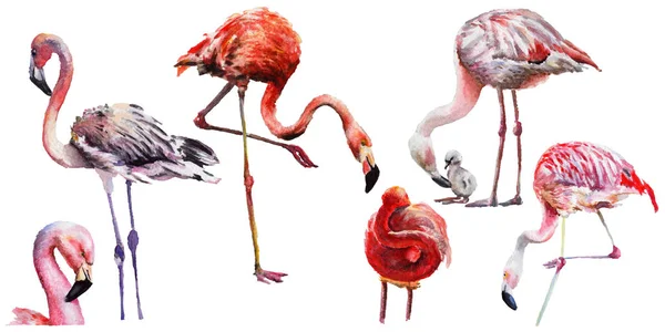 Sky bird flamingo in a wildlife by watercolor style isolated. — Stock Photo, Image