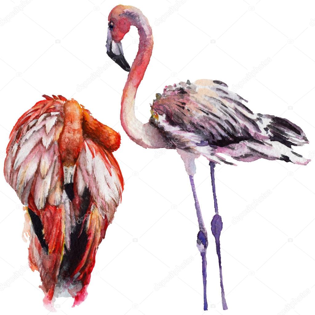 Sky bird flamingo in a wildlife by watercolor style isolated.