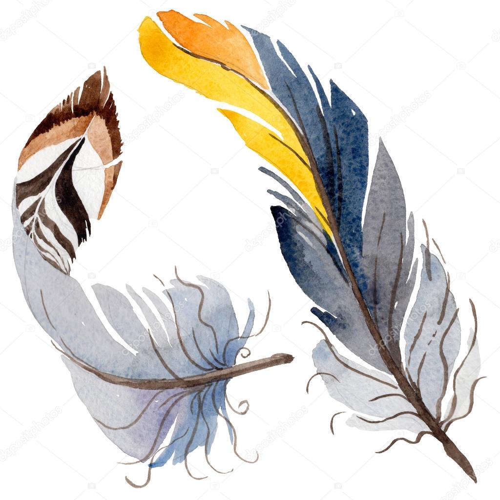 Watercolor bird feather from wing isolated.