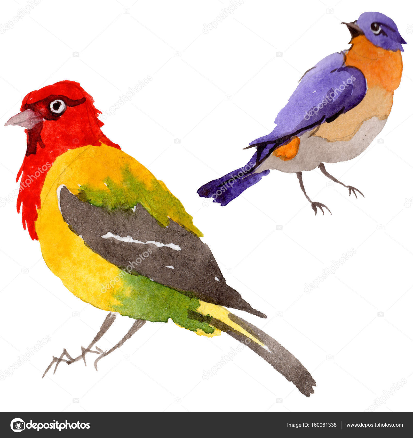 Ciel Doiseaux De Paradis Dans Une Faune De Style Aquarelle