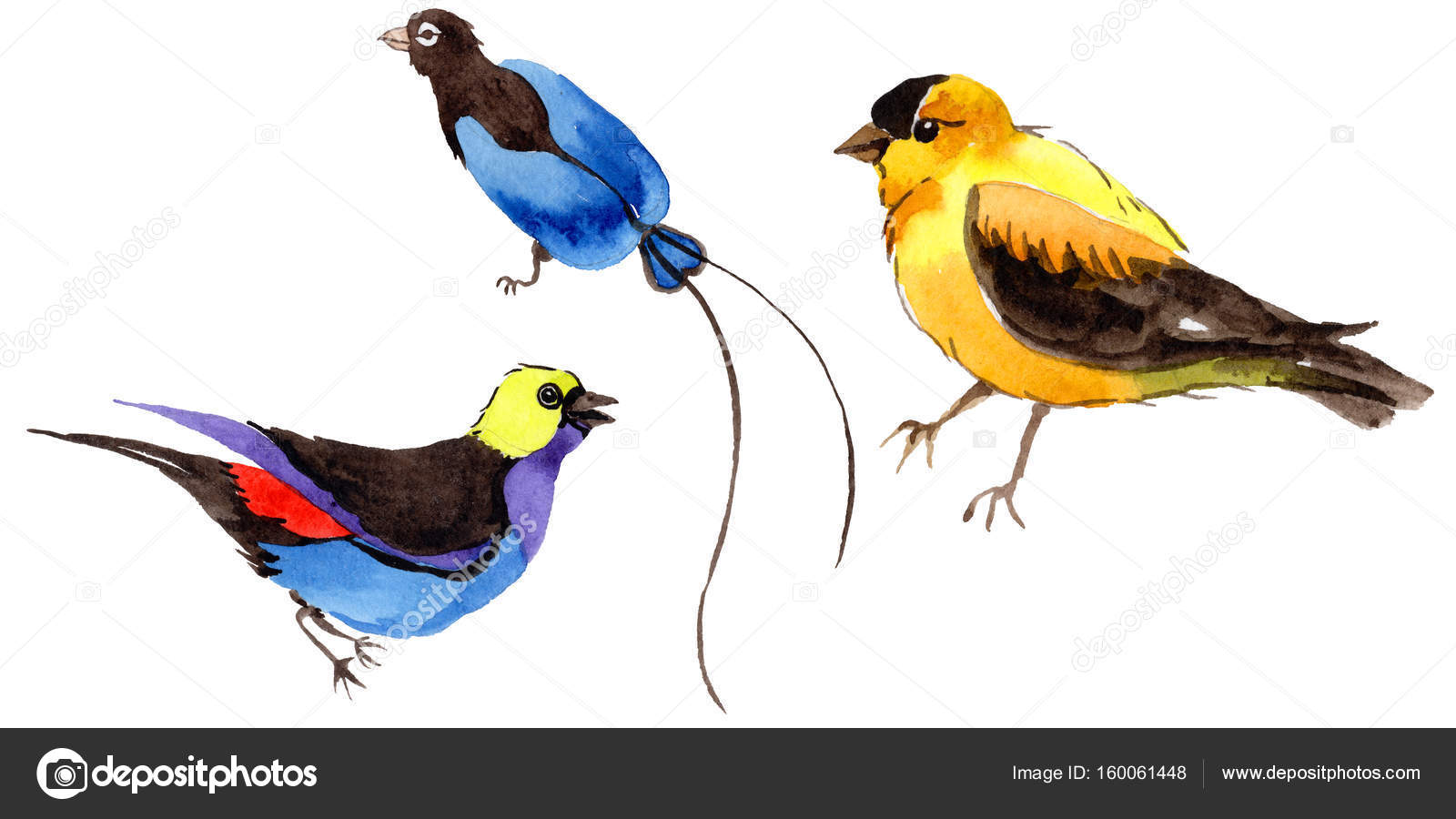 Ciel Doiseaux De Paradis Dans Une Faune De Style Aquarelle