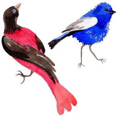 Gökyüzü bir yaban hayatı suluboya Style izole içinde cennet kuşları.