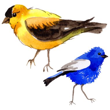 Gökyüzü bir yaban hayatı suluboya Style izole içinde cennet kuşları.