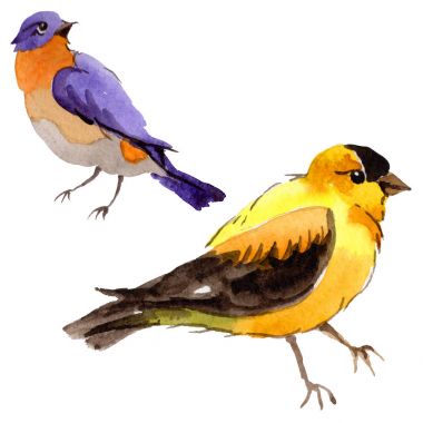 Gökyüzü bir yaban hayatı suluboya Style izole içinde cennet kuşları.