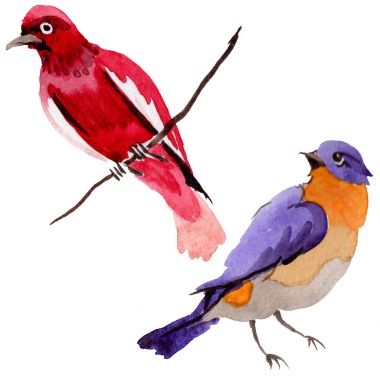 Gökyüzü bir yaban hayatı suluboya Style izole içinde cennet kuşları.