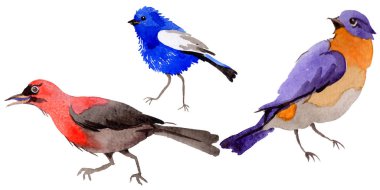 Gökyüzü bir yaban hayatı suluboya Style izole içinde cennet kuşları.